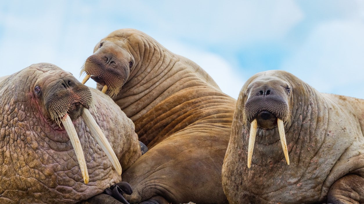 Vintereventyr på Svalbard